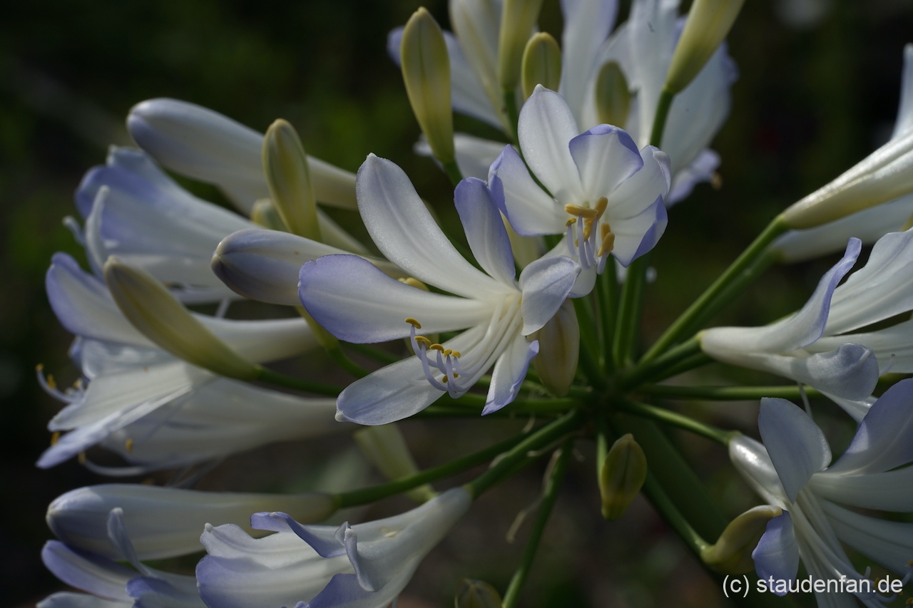 Agapanthus 'Phantom' zeigt eine stark abgesetzten graublauen Rand.