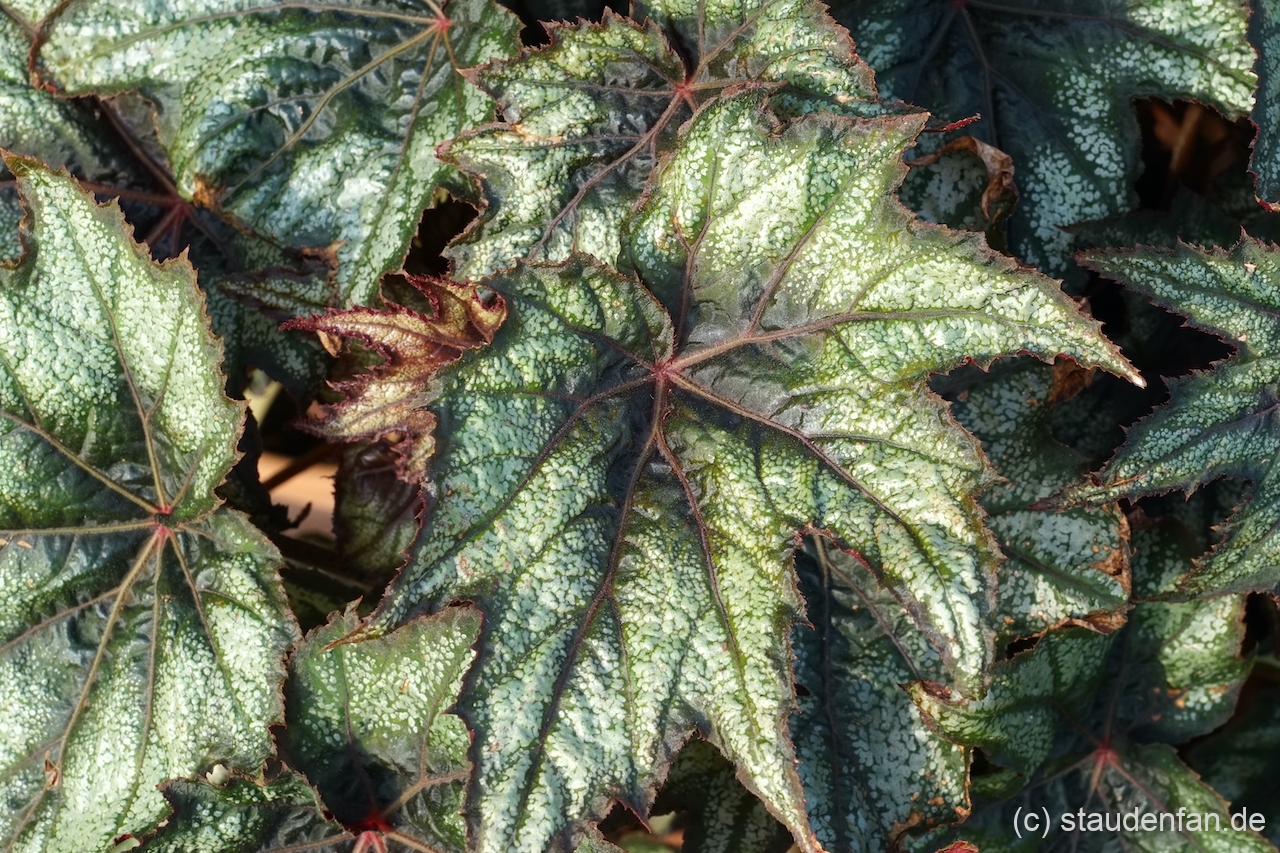 Begonia 'Little Brother Montgomery'.