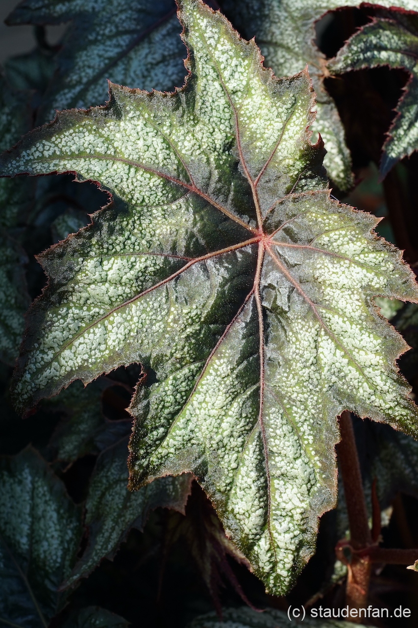 Bei Begonia 'Little Brother Montgomery' ist jedes Blatt ein Kunstwerk.