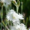 Dianthus 'Cäcillia' ist eine schöne gefüllte weiße Federnelke.