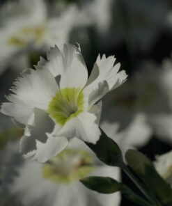 Das grüngelbe Auge von Dianthus 'Munstead Pink' ist beim Öffnen der Blüte besonders intensiv.