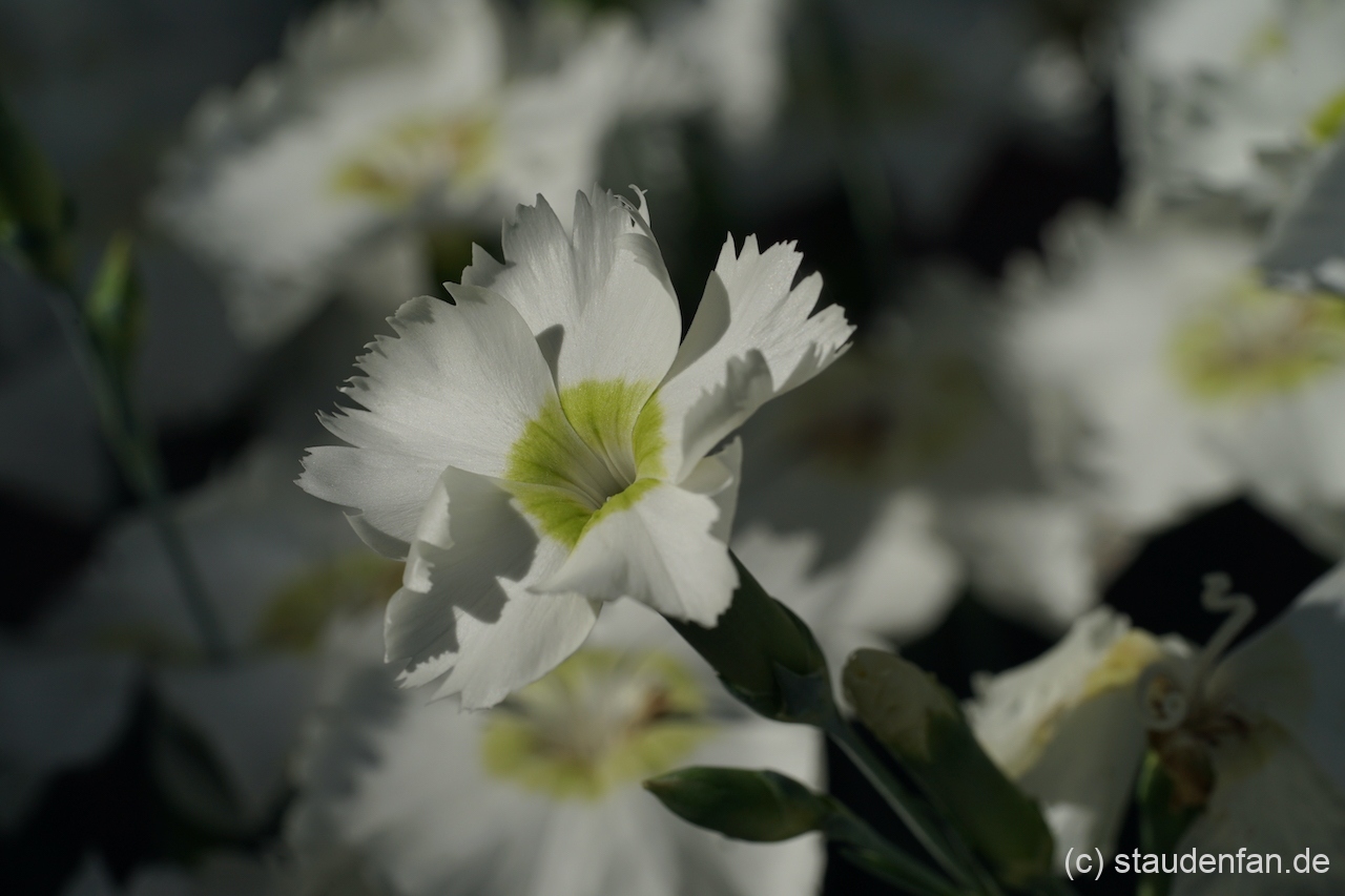 Das grüngelbe Auge von Dianthus 'Munstead Pink' ist beim Öffnen der Blüte besonders intensiv.