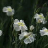 Dianthus 'Munstead Pink' bildet schnell reichblühende Polster.