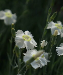 Dianthus 'Munstead Pink' bildet schnell reichblühende Polster.