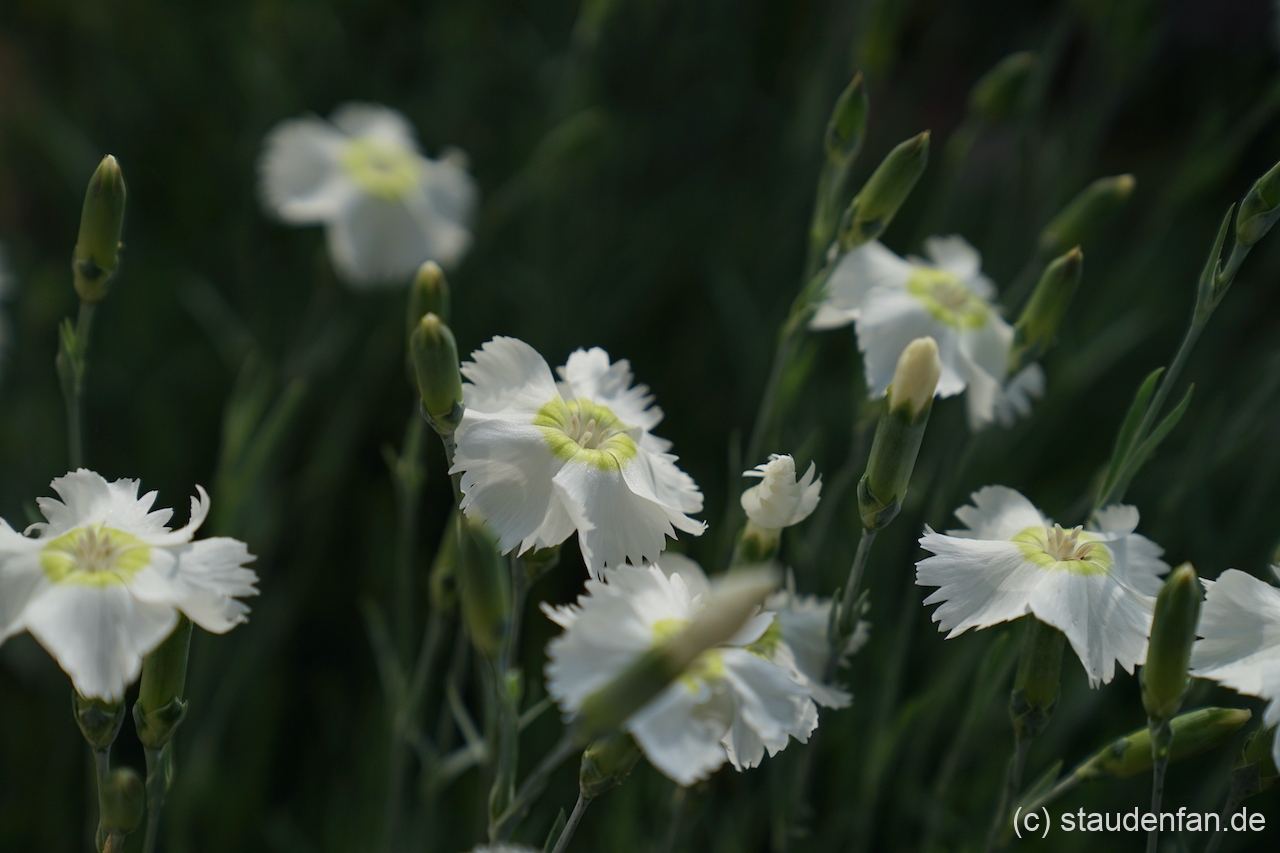 Dianthus 'Munstead Pink' bildet schnell reichblühende Polster.
