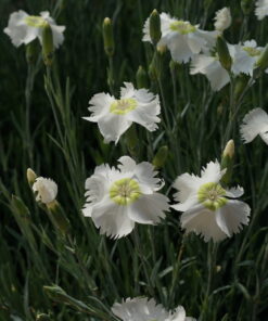 Die Nelke Dianthus 'Munstead Pink' stammt aus England.