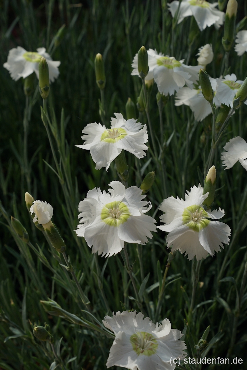 Die Nelke Dianthus 'Munstead Pink' stammt aus England.