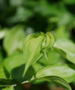 Disporum cantoniense 'Aureovariegata' im Austrieb.