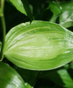 Disporum cantoniense 'Aureovariegata' zeigt eine deutlich hellere Blattmitte.