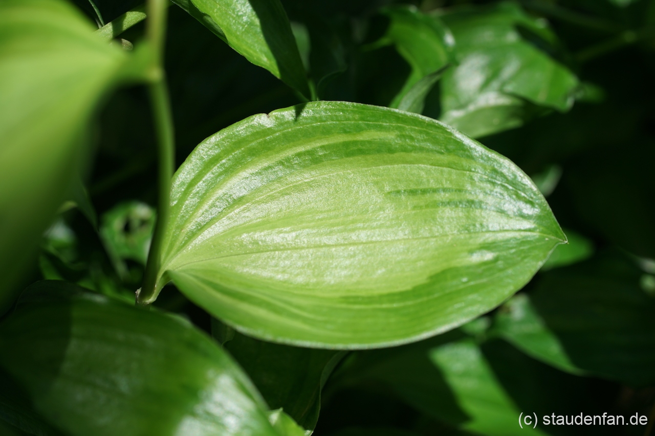 Disporum cantoniense 'Aureovariegata' zeigt eine deutlich hellere Blattmitte.