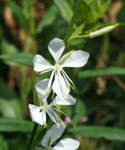 Gaura lindheimeri 'Cool Breeze'.