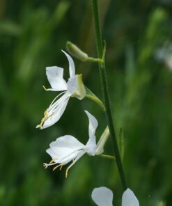 Gaura lindheimeri 'Cool Breeze' ist eine reinweiße Auslese der Prachtkerze.