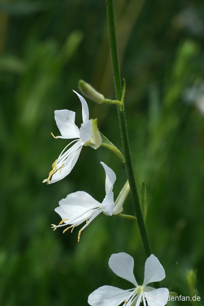 Gaura lindheimeri 'Cool Breeze' ist eine reinweiße Auslese der Prachtkerze.