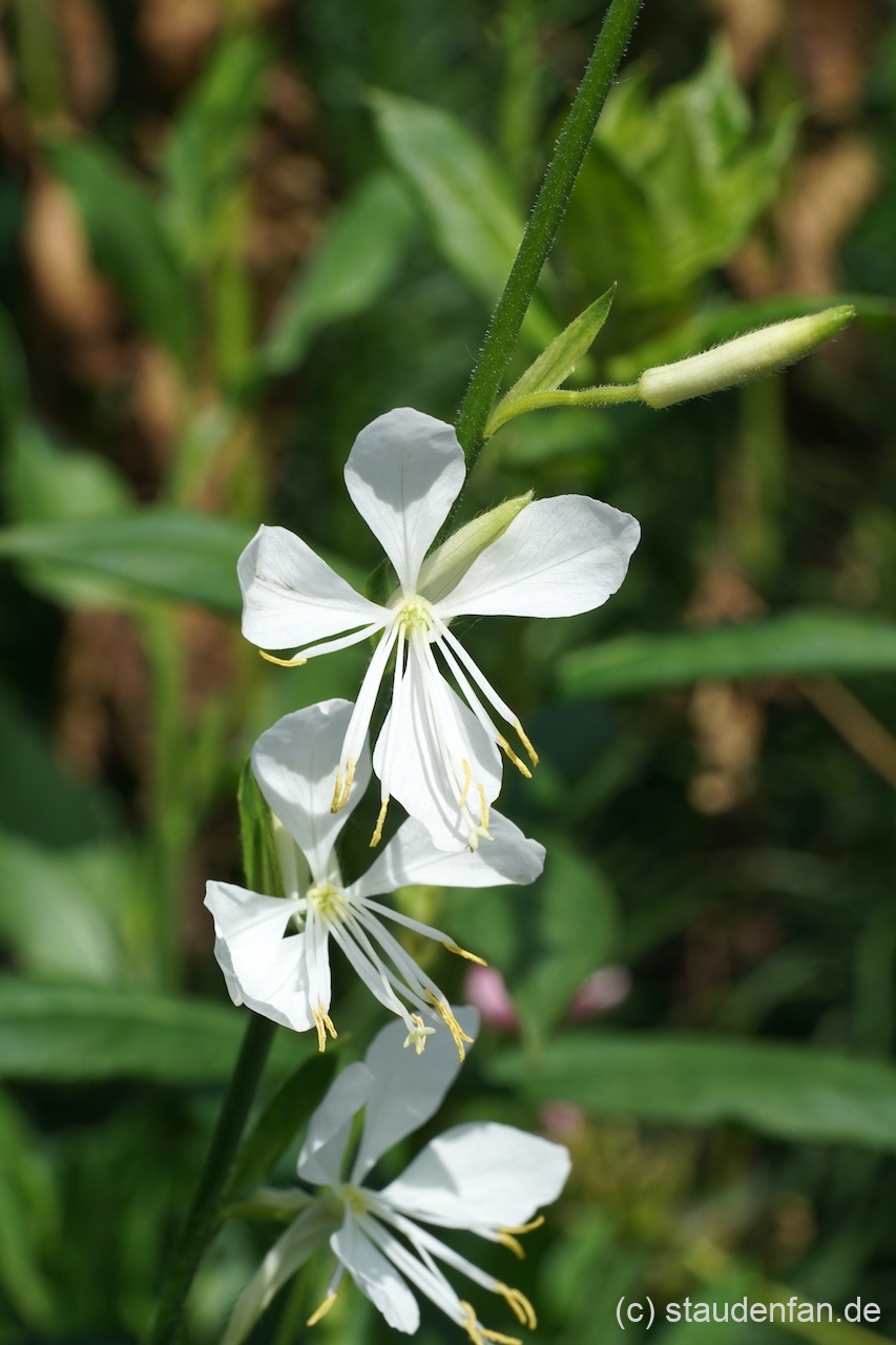 Gaura lindheimeri 'Cool Breeze'.