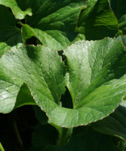 Gunnera perpensa.