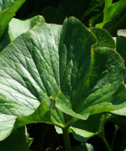 Gunnera perpensa besitzt ein dekoratives rundes Laub.