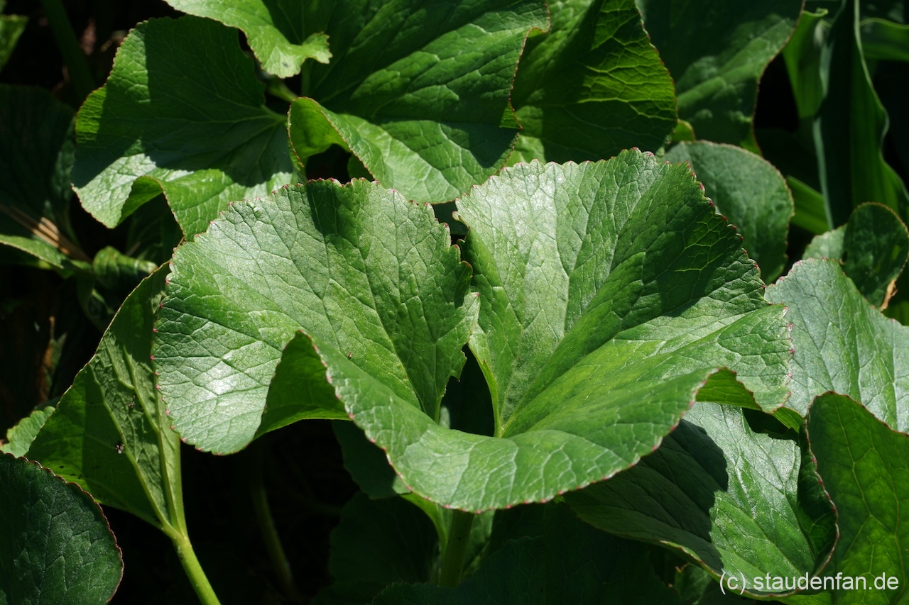 Gunnera perpensa.