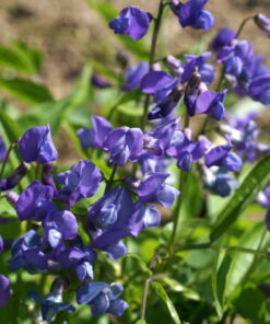 Lathyrus vernus 'Sky'.