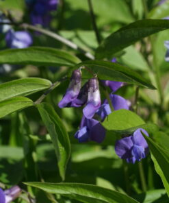 Lathyrus vernus 'Sky' ist eine Auslese der heimischen Form.