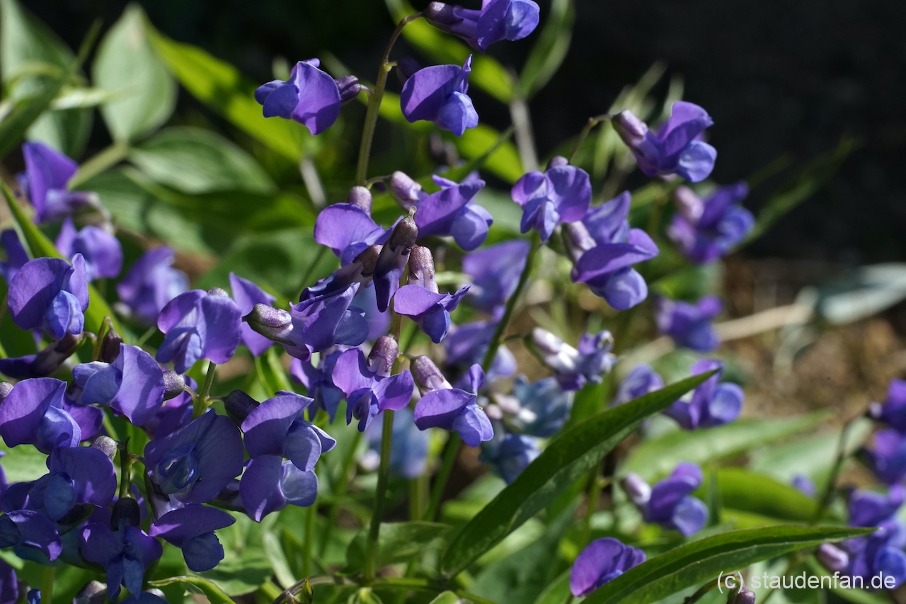 Lathyrus vernus 'Sky' zeigt ein unglaublich reines Blau.