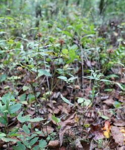 Monarda austroappalachiana CWAH2018179 am Naturstandort Duskin Creek in Tennessee.