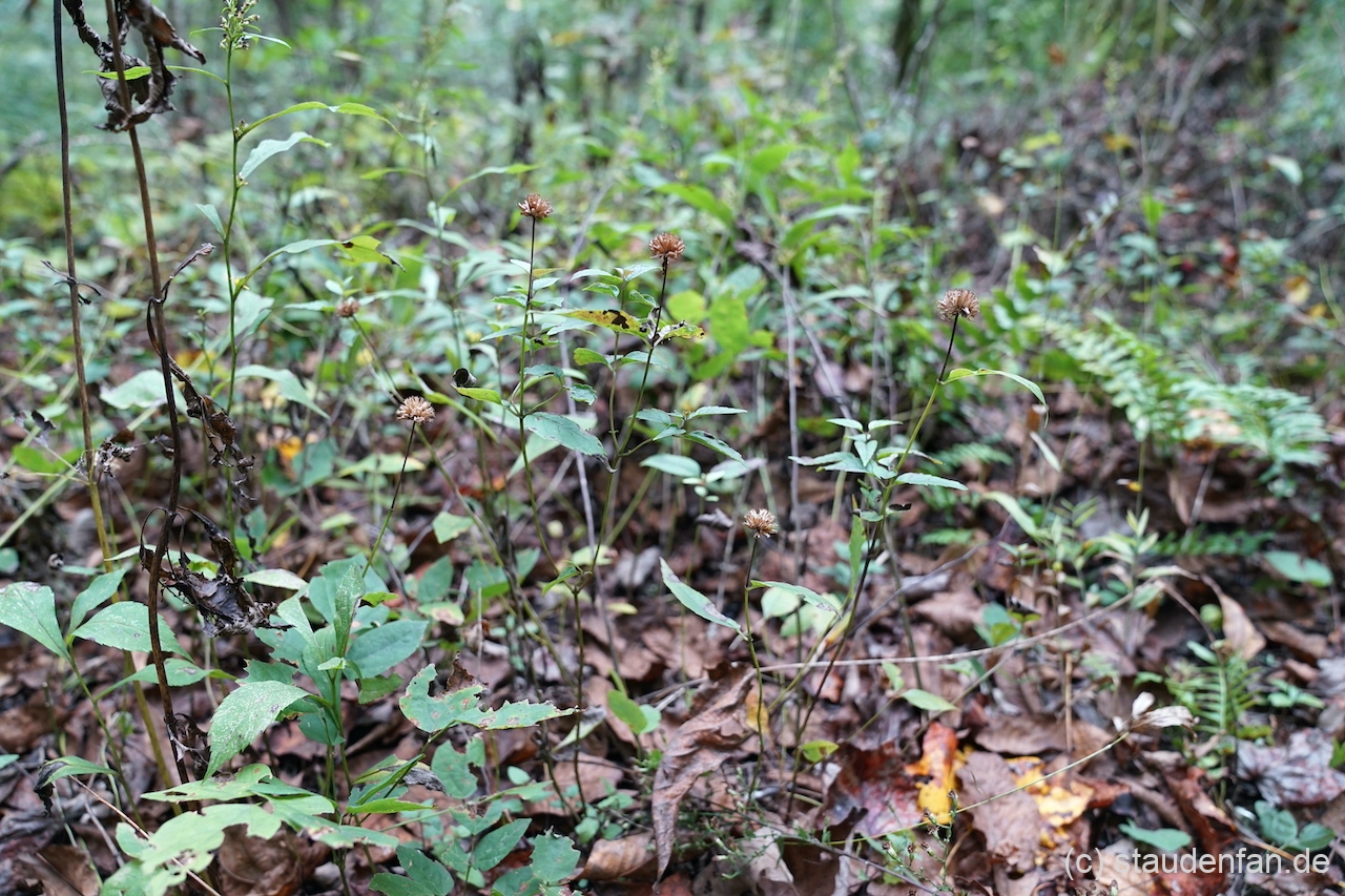 Monarda austroappalachiana CWAH2018179 am Naturstandort Duskin Creek in Tennessee.