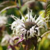 Monarda austroappalachiana 'Duskin Queen' (CWAH2018179).