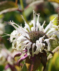 Monarda austroappalachiana 'Duskin Queen' (CWAH2018179).