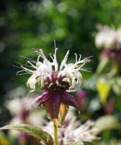 Monarda austroappalachiana 'Duskin Queen' zeigt in jeder Hinsicht eine besonders intensive Farbe.