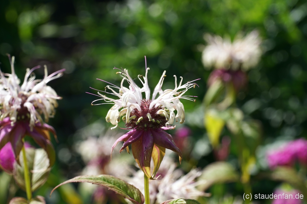 Monarda austroappalachiana 'Duskin Queen' zeigt in jeder Hinsicht eine besonders intensive Farbe.