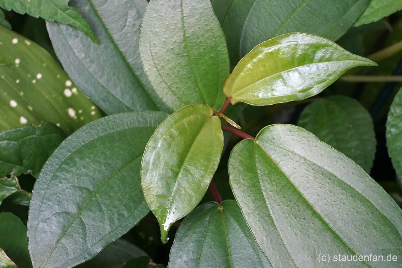 Pilea plataniflora 'Glossy' (PB 09-1235) im Austrieb.