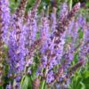 Salvia nemorosa Blauhügel.