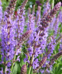Salvia nemorosa Blauhügel.