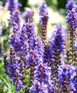 Salvia nemorosa 'Blauhügel' ist zur Blütezeit von eine unglaublichen Üppigkeit.