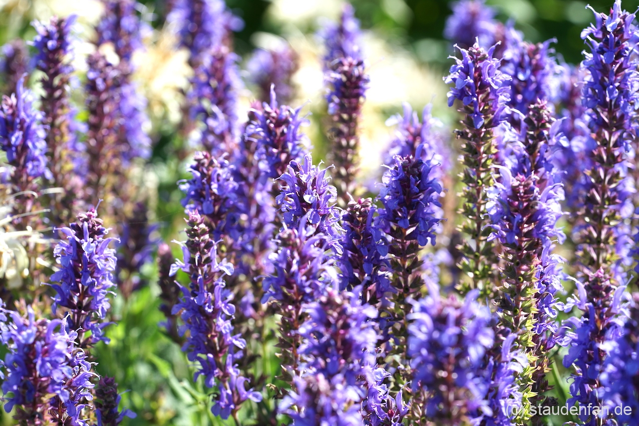 Salvia nemorosa 'Blauhügel' ist zur Blütezeit von eine unglaublichen Üppigkeit.