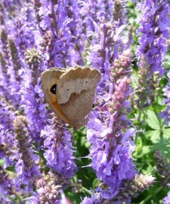 Salvia nemorosa 'Blauhügel' mit dem Tagfalter Ochsenauge.