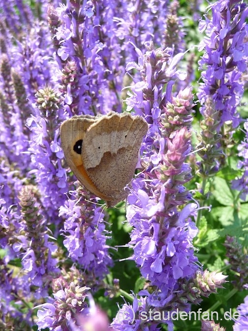 Salvia nemorosa 'Blauhügel' mit dem Tagfalter Ochsenauge.