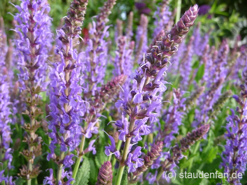 Salvia nemorosa Blauhügel.