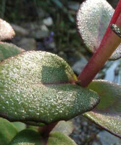 Sedum 'Matrona' mit Morgentau.