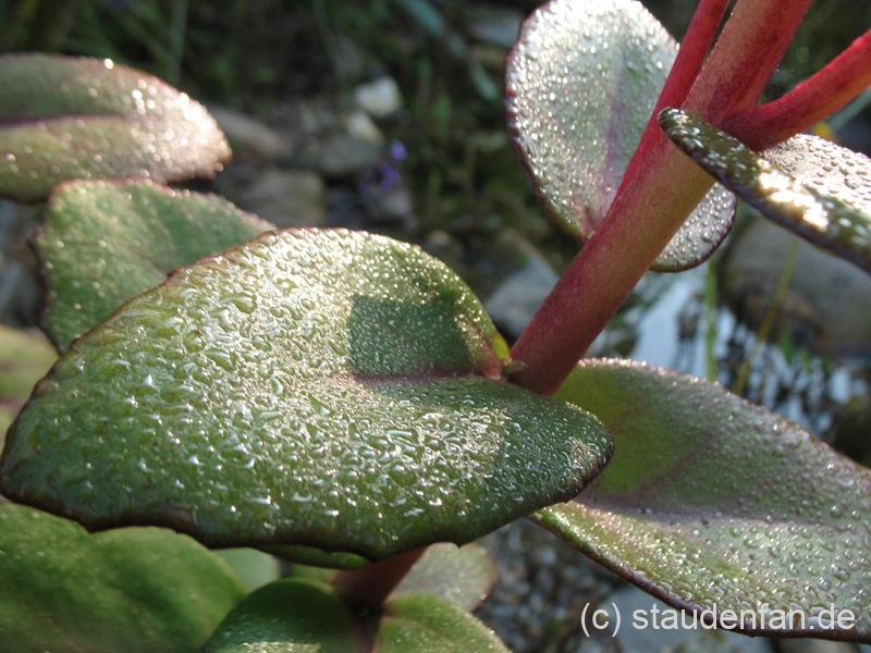 Sedum 'Matrona' mit Morgentau.