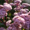 Sedum 'Matrona' zeigt im Spätsommer hellrosa Blütenwolken.