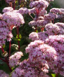 Sedum 'Matrona' zeigt im Spätsommer hellrosa Blütenwolken.