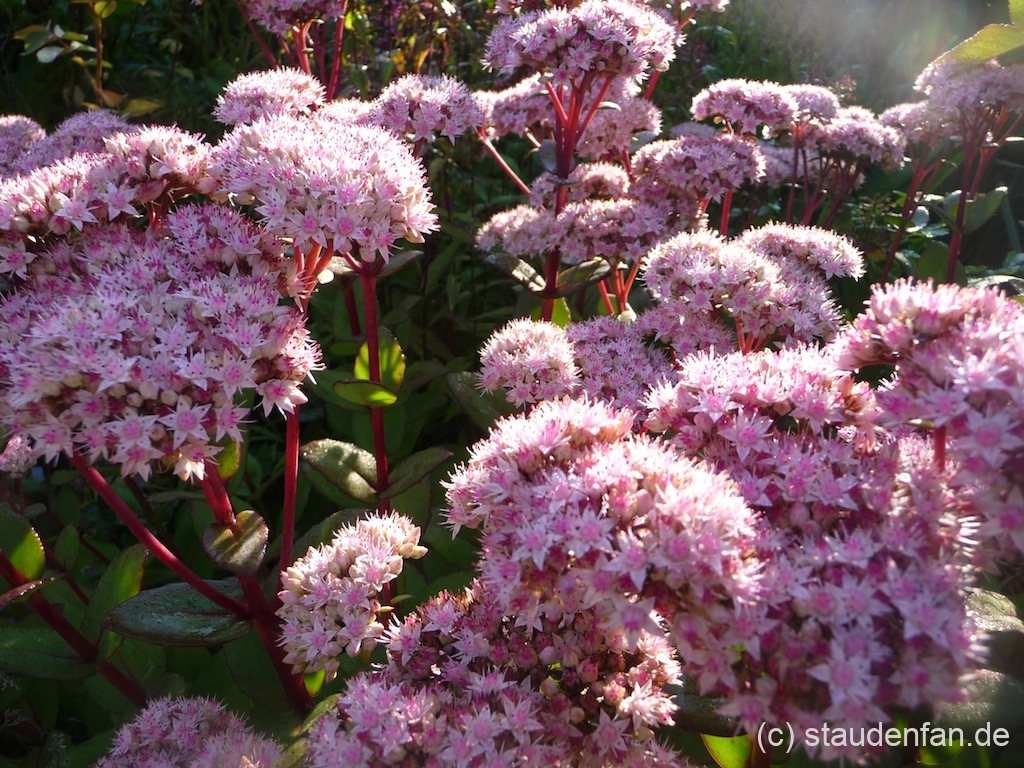 Sedum 'Matrona' zeigt im Spätsommer hellrosa Blütenwolken.
