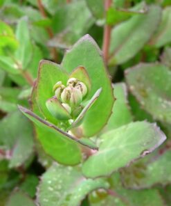 Sedum 'Matrona' zeigt über die ganze Saison eine tolle Laubfärbung.