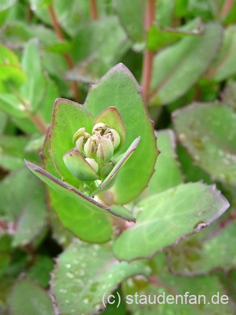 Sedum 'Matrona' zeigt über die ganze Saison eine tolle Laubfärbung.