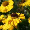 Helenium 'El Dorado' besitzt sehr große Blütenstände.