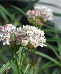 Asclepias angustifolia 'Sonoita'.