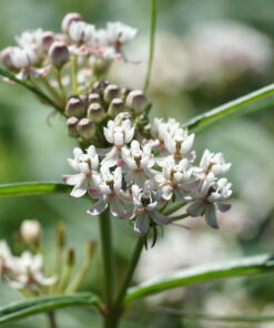 Asclepias angustifolia 'Sonoita' blüht über viele Wochen.