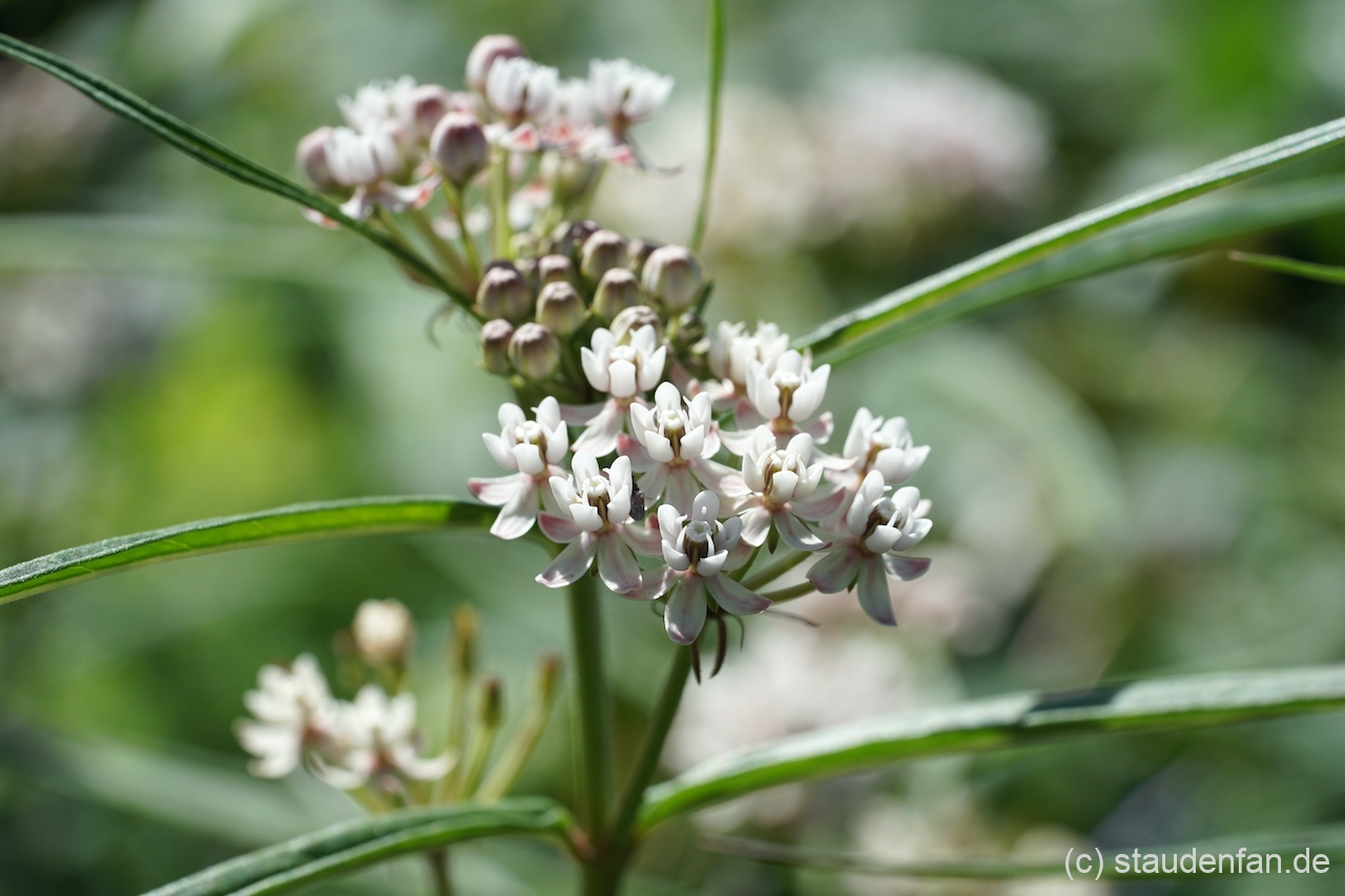 Asclepias angustifolia 'Sonoita' blüht über viele Wochen.
