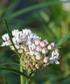 Asclepias angustifolia 'Sonoita' ist eine sehr zarte Seidenpflanze
